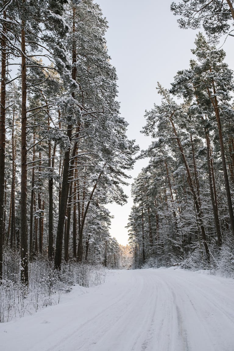 A snowy road in the woods with tall trees
